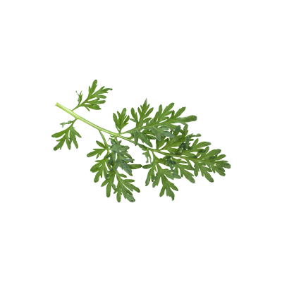 Artemisia Collection