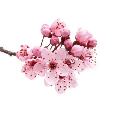 Cherry Blossom Collection