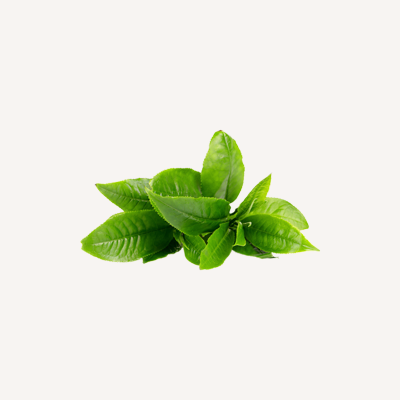 Green Tea Collection
